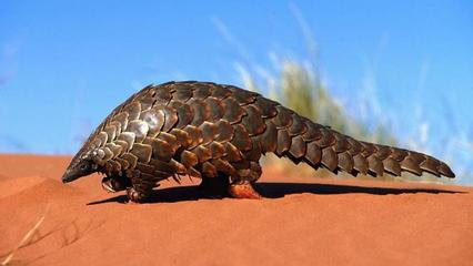 穿山甲能當寵物養嗎？東西方飼養觀念的差異