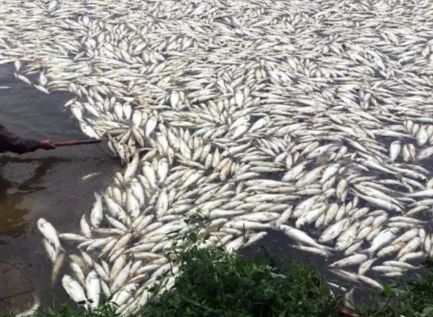 成也殺蟲(chóng)，敗也殺蟲(chóng) 水產(chǎn)養(yǎng)殖中寄生蟲(chóng)重在預(yù)防