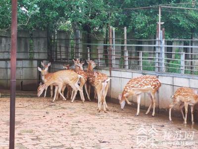 全鏈條排查 人工飼養(yǎng)的陸生野生動(dòng)物同樣禁止食用