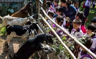 番禺喜出望外生態(tài)樂園 超值野炊套餐，全家共享秋日田園之樂
