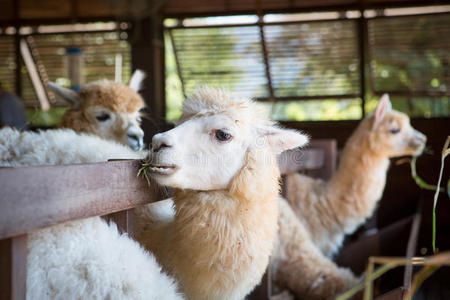 谷倉羊駝飼養指南 從環境到健康管理的全面解析