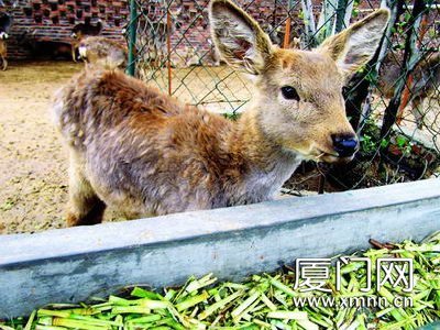梅花鹿南遷記 廈門冬季的冷水浴與適應性飼養管理